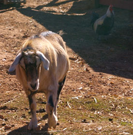 Goat at Save The Horses