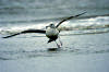 Click here to see video of birds of Tybee Island and coastal Georgia.