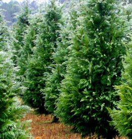 Secret Forest Christmas Trees