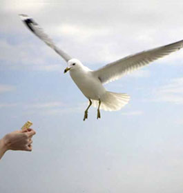 Seagull at Tybee Island GA