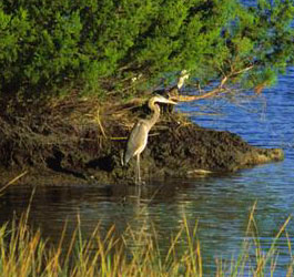 Crane at Skidaway Island