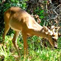 Deer at Skidaway Island State Park