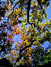 Colorful Leaves in Georgia Park