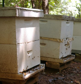 Honey bee homes