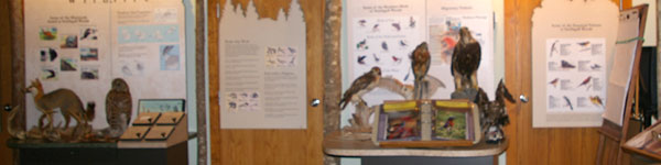 Smithgall Woods Conservation Center Wildlife Display