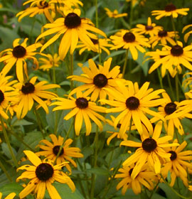 Flowers at Smithgall Woods Conservation Center