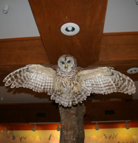 Owl at Smithgall Woods Conservation Center