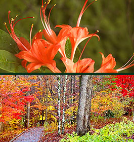 State Botanical Gardens Flowers