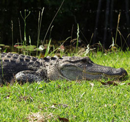 Alligator at Stephen C Foster State Park