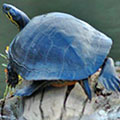 Turtle at Stephen C Foster State Park