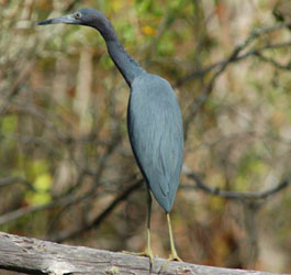 Crane at Stephen Foster State Park