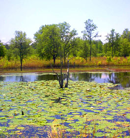 Lake swamp in GA