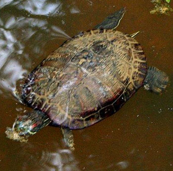 Turtle at Reynolds Nature Preserve
