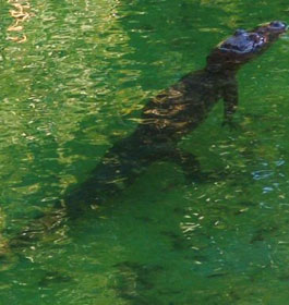 Alligator at Tybee Island GA