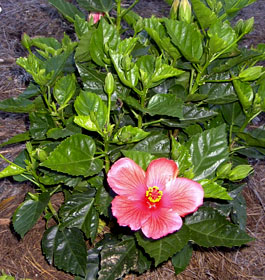 Flower at Tybee Island Georgia