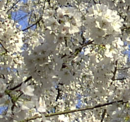 GA Tree with white flowers