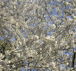 Tree with pretty flowers