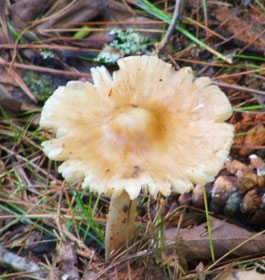 Mushroom at Georgia park