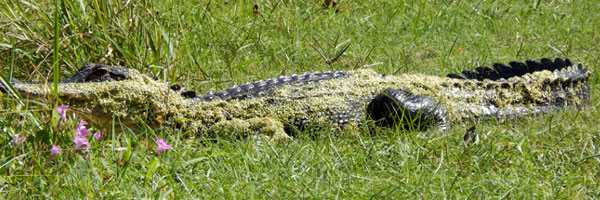 Alligator at Georgia coast wildlife refuge