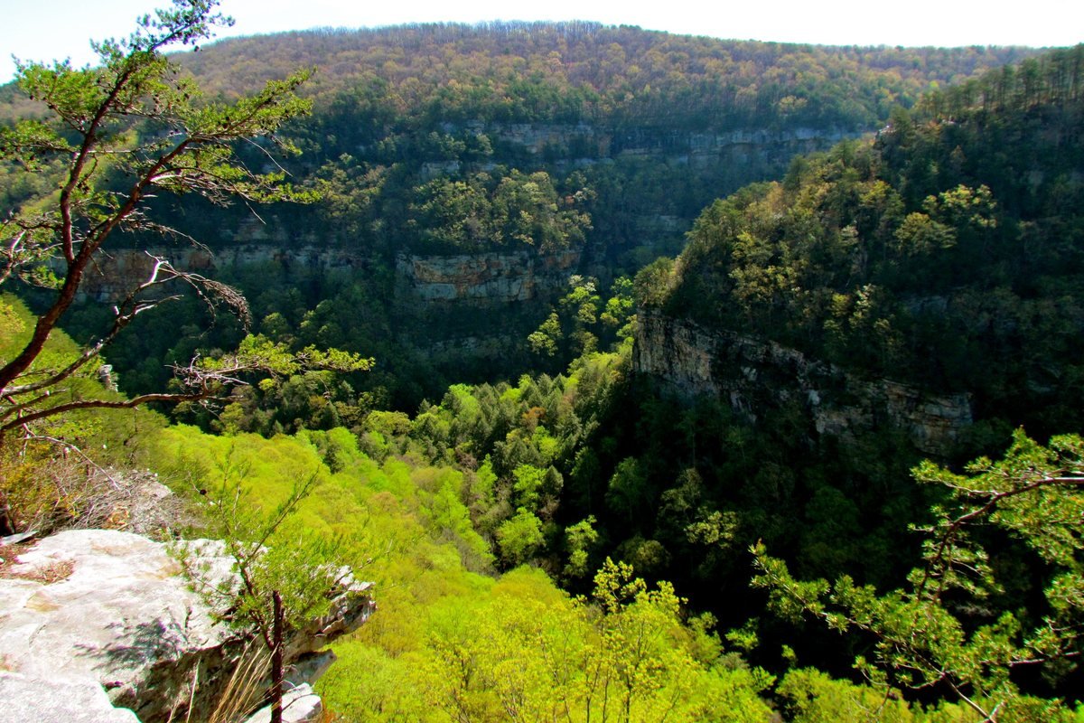 Looking across the forested canyon at Cloudland Canyon State Park from a rim overlook