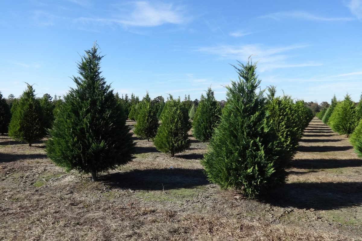 Rows of Leyland cypress Christmas trees at a south Georgia tree farm