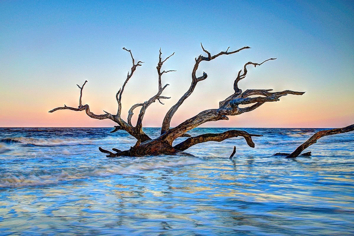 Bleached driftwood trees on the sand at sunrise on Driftwood Beach, Jekyll Island