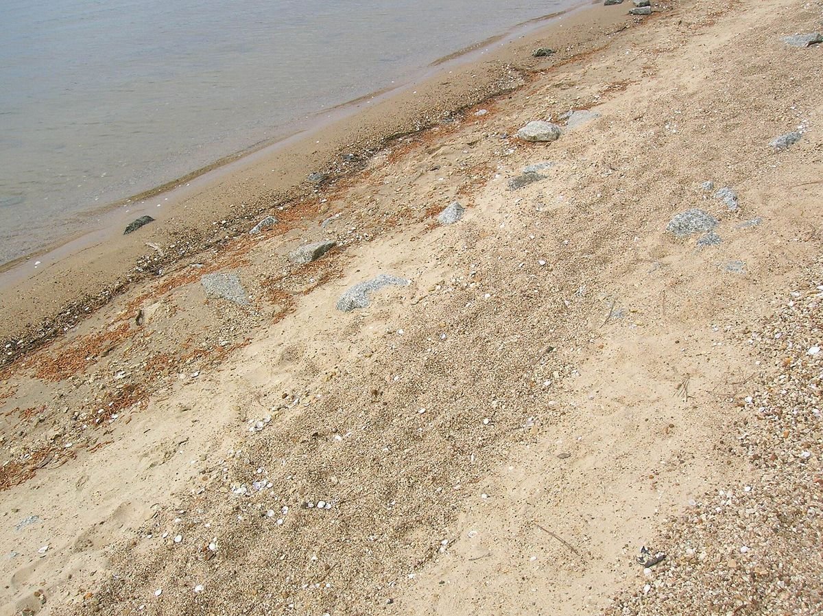 Sandy shoreline along Clarks Hill Lake