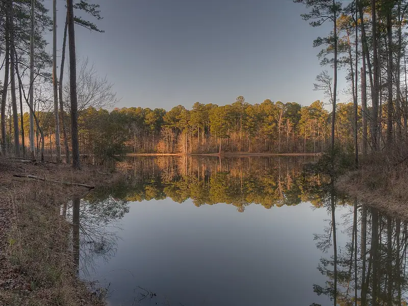 Pines reflected in Lake Buncombe at A.H. Stephens State Park
