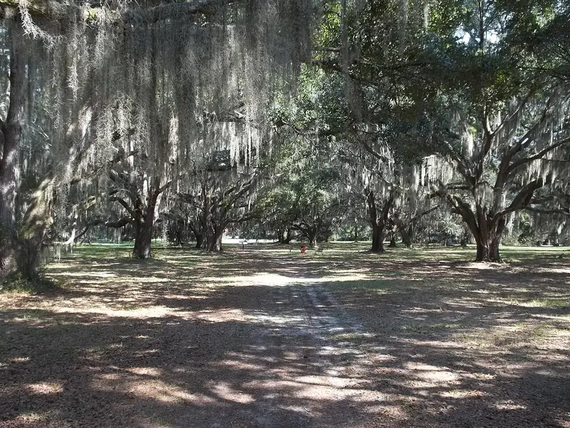 Live oaks draped in Spanish moss along a trail at Hofwyl-Broadfield Plantation