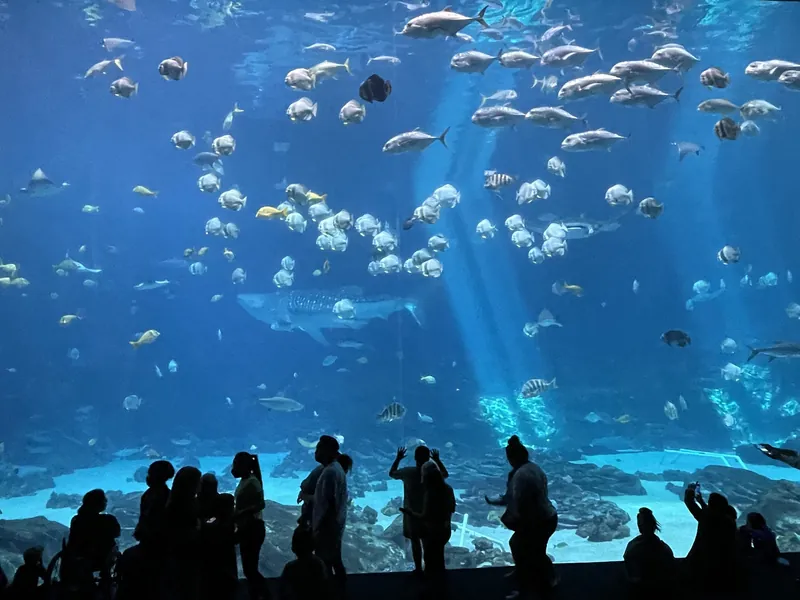 Visitors silhouetted against the huge Ocean Voyager window at the Georgia Aquarium