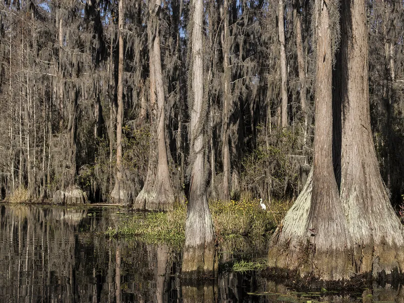 Bald cypress trees standing in the dark water of the Okefenokee Swamp