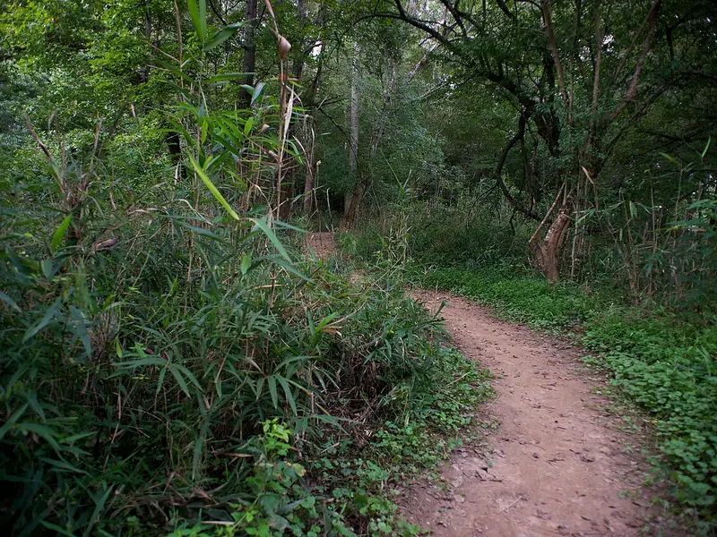 Dirt hiking trail winding through thick woods at Chattahoochee Bend State Park