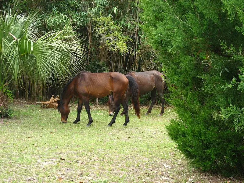 Two wild horses grazing among palmettos on Cumberland Island