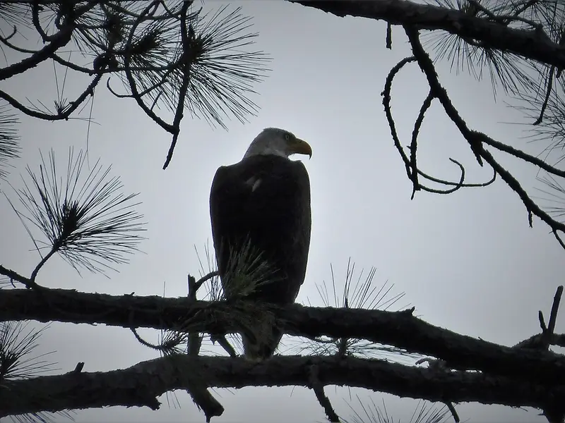 Bald eagle perched in a pine at Crooked River State Park
