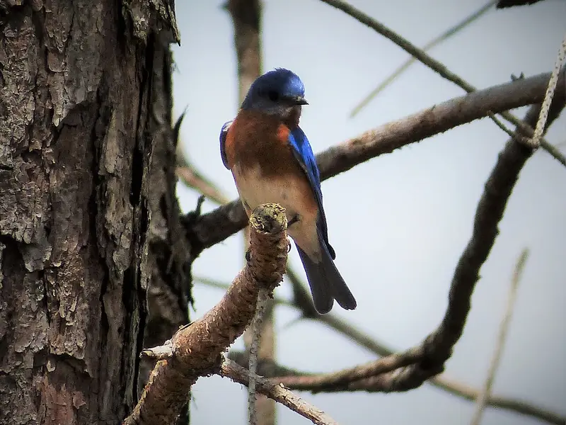 Male eastern bluebird on a branch at Crooked River State Park