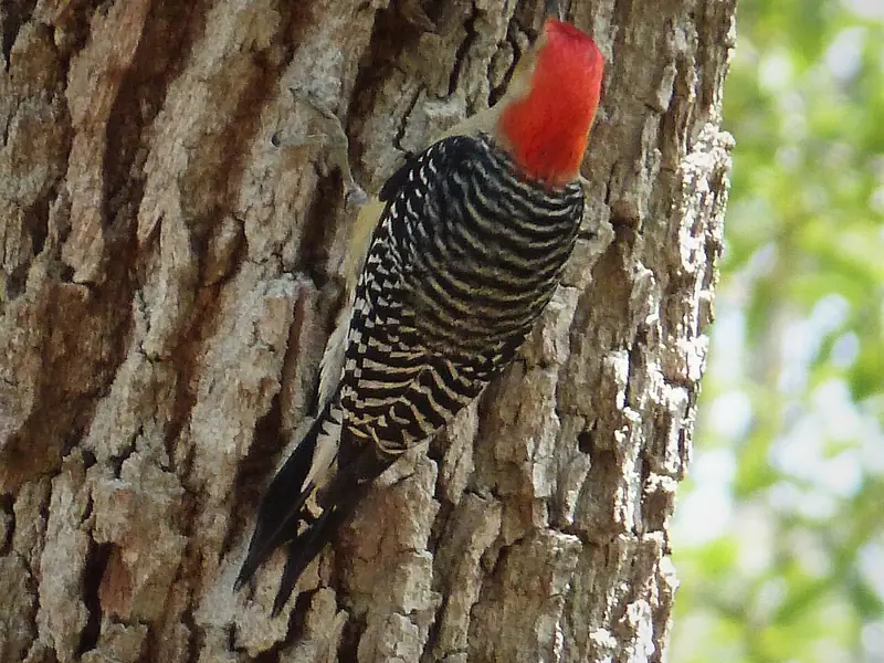 Red-bellied woodpecker on an oak trunk at Crooked River State Park