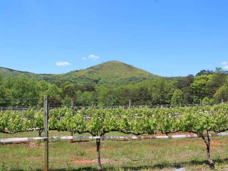 Rows of grapevines with a mountain behind in North Georgia wine country