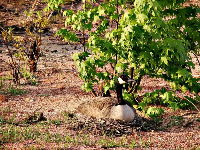 Canada goose nesting on a small island in Clarks Hill Lake near Elijah Clark State Park