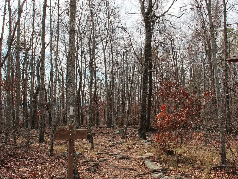 Leaf-covered path on the Pine Mountain Trail in F. D. Roosevelt State Park