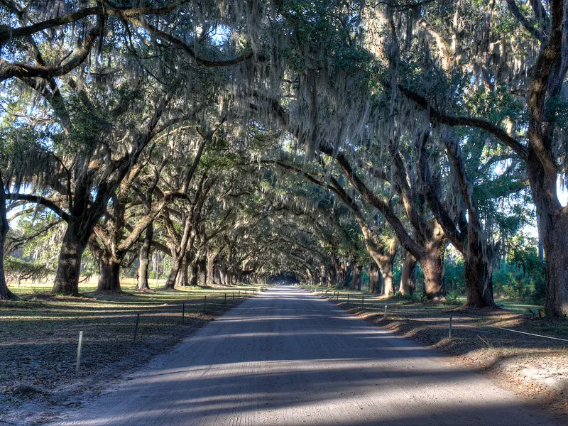 The long avenue of live oaks draped in Spanish moss at Wormsloe near Savannah