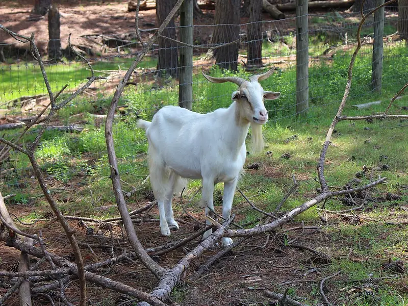 White goat at the Heritage Farm, General Coffee State Park