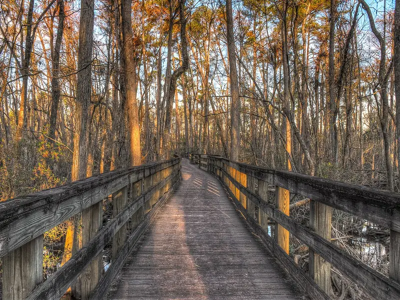 Wooden boardwalk through cypress swamp at General Coffee State Park