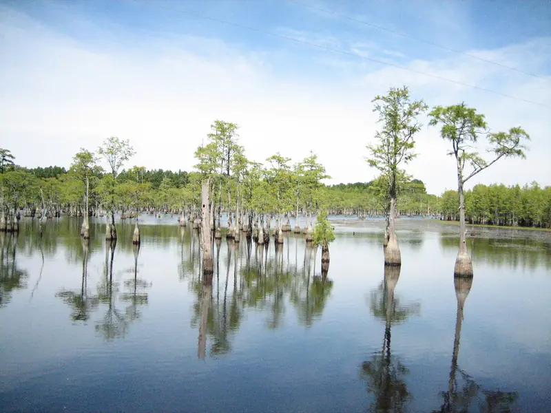 Bald cypress trees standing in the still millpond at George L. Smith State Park