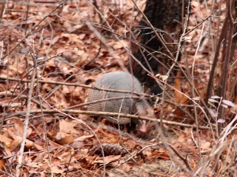 Armadillo foraging in fallen leaves at George L. Smith State Park