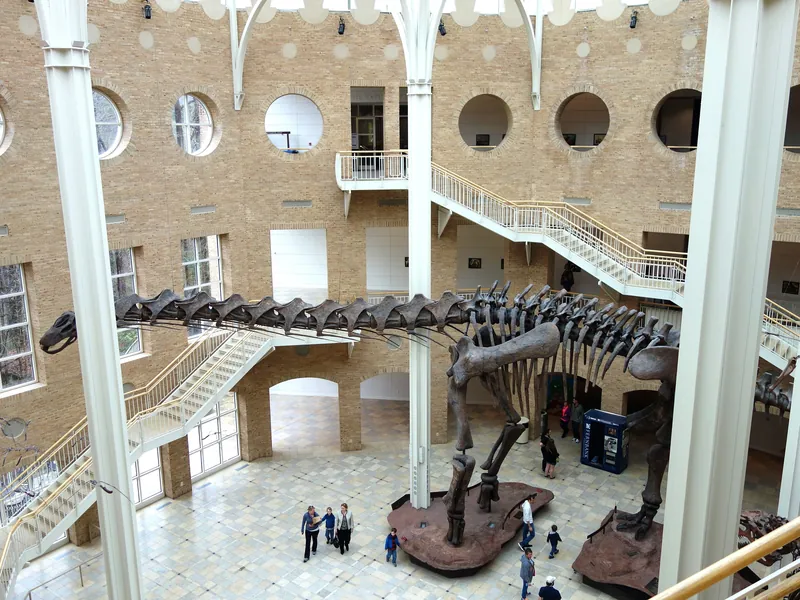 Giant dinosaur skeletons in the sunny atrium of Fernbank Museum of Natural History