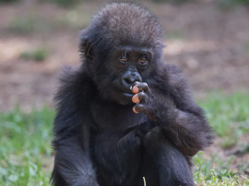 A baby gorilla sitting in the grass at Zoo Atlanta