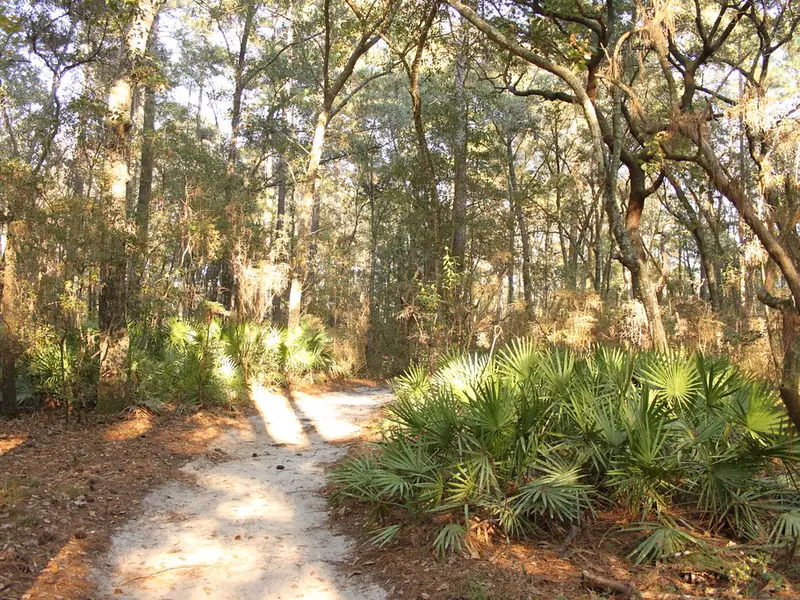 Sandy trail through oaks and saw palmettos at Laura S. Walker State Park