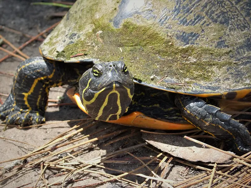 Florida cooter turtle resting in pine straw at Laura S. Walker State Park