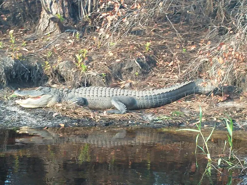 An American alligator sunning on the bank in the Okefenokee