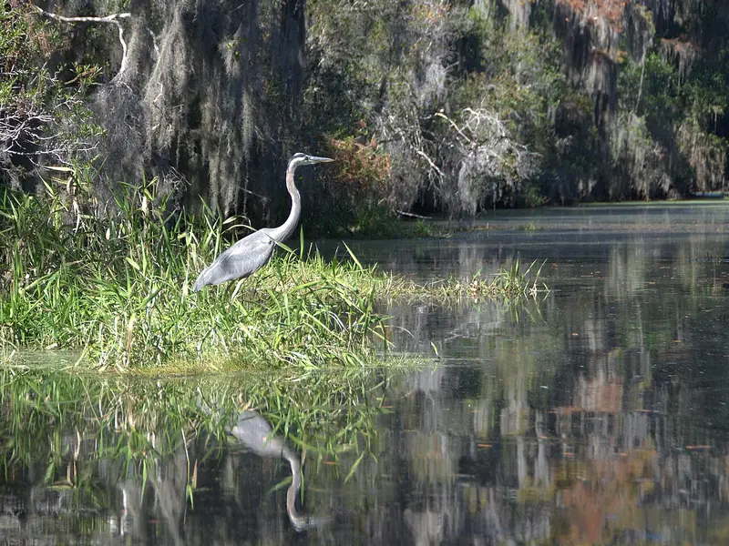 A great blue heron standing in the Okefenokee Swamp
